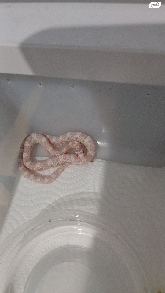 תמונת מודעה - חיות מחמד