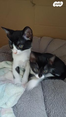 תמונת מודעה - חיות מחמד