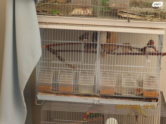 תמונת מודעה - חיות מחמד