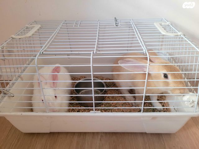 תמונת מודעה - חיות מחמד