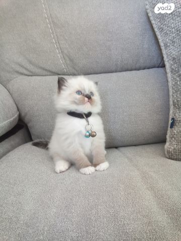 תמונת מודעה - חיות מחמד