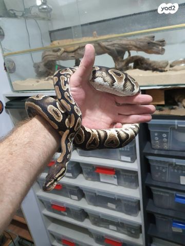 תמונת מודעה - חיות מחמד