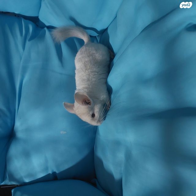 תמונת מודעה - חיות מחמד