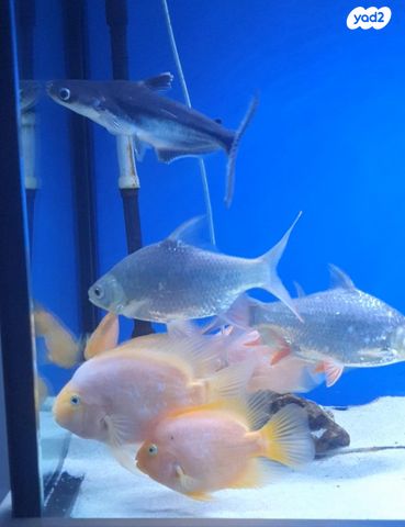 תמונת מודעה - חיות מחמד