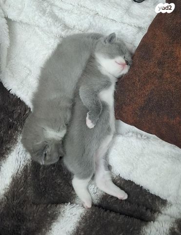 תמונת מודעה - חיות מחמד