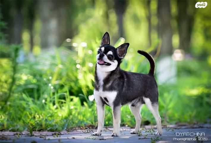 כלב צ'יוואווה