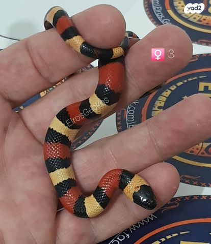 זוחל מילק סנייק