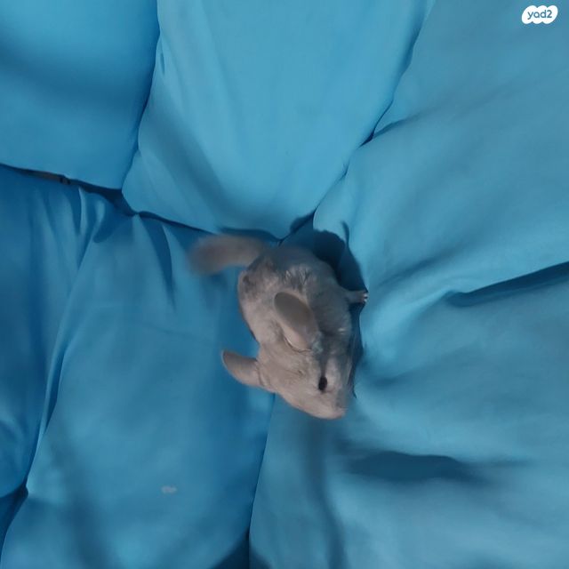 מכרסם צ'ינצ'ילה