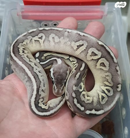 זוחל פיתון מתכדר