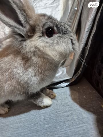 מכרסם ארנב ננסי