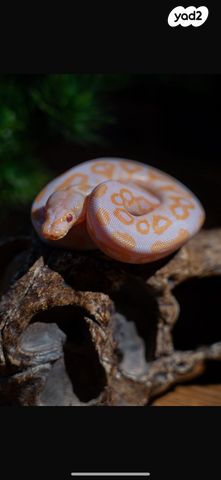 זוחל כרכן תירס