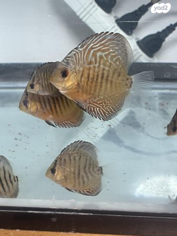 דג ציקלידים