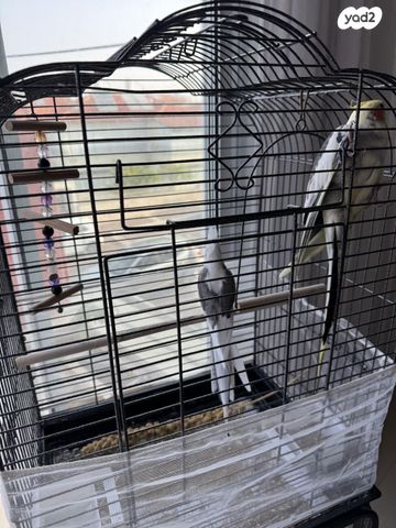 תוכי קוקוטייל