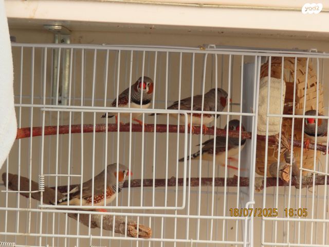 תוכי פינקים