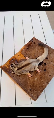 מכרסם סנאי מעופף \ שוגר