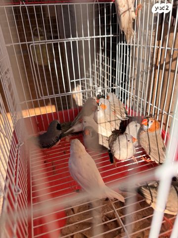 תוכי פינקים