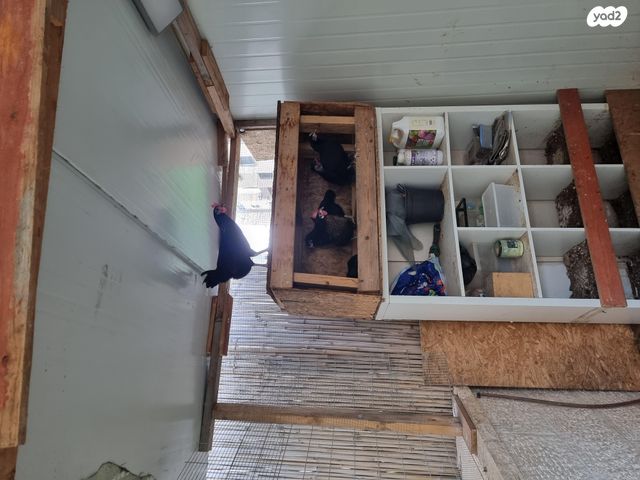 חיית משק בלאדי