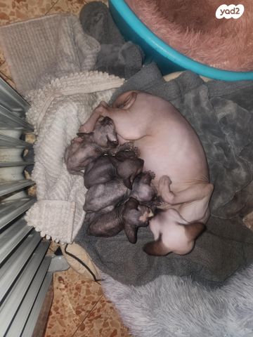 חתול ספינקס