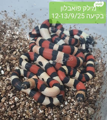 זוחל מילק סנייק