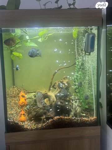 אביזרים | אקווריום