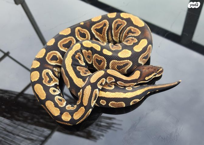 זוחל פיתון מתכדר