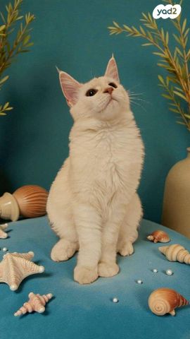 חתול מיין קון