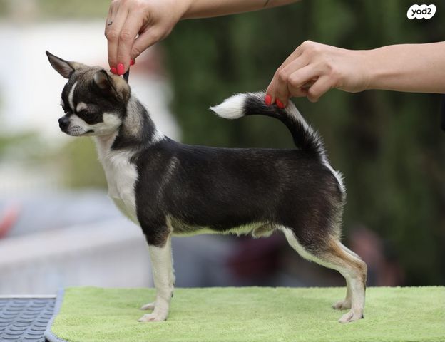 כלב צ'יוואווה
