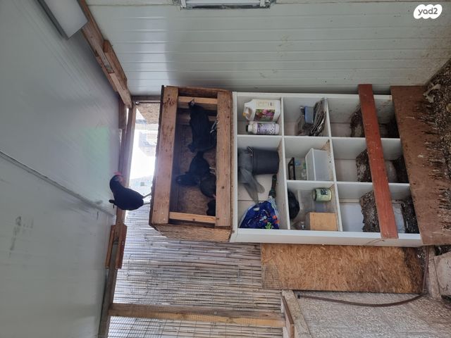 חיית משק בלאדי