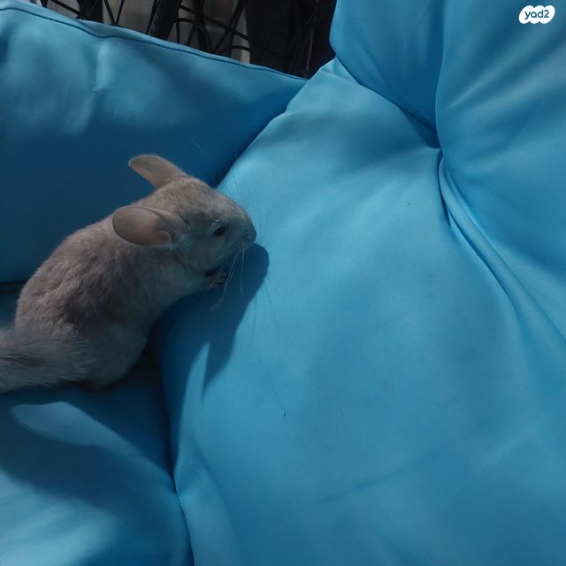 מכרסם צ'ינצ'ילה