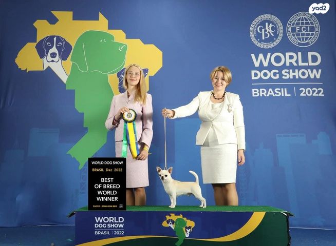 כלב צ'יוואווה