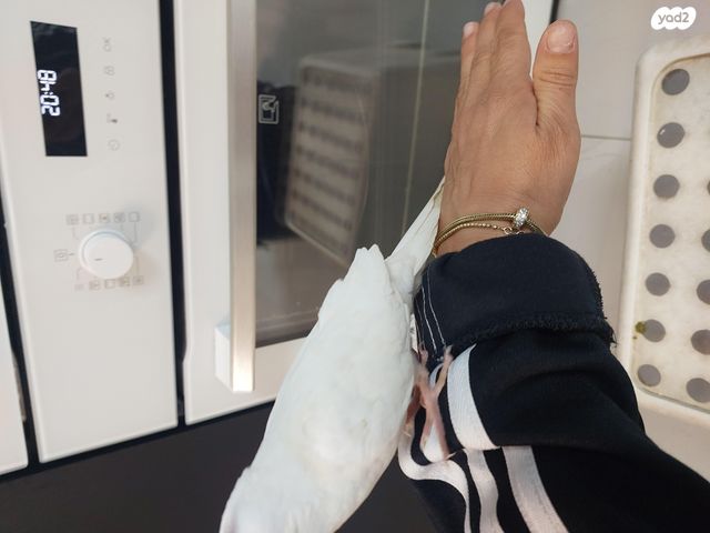 תוכי קוקוטייל