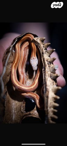 זוחל כרכן תירס