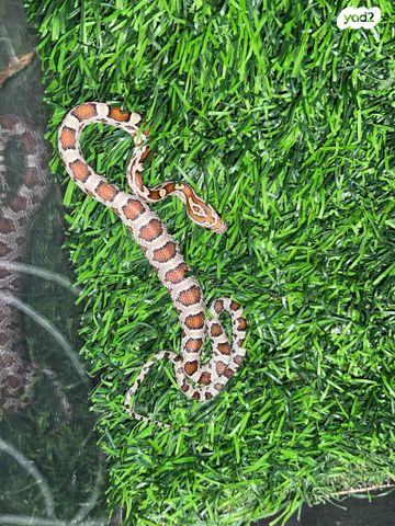 זוחל כרכן תירס