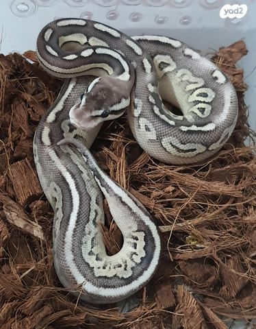 זוחל פיתון מתכדר