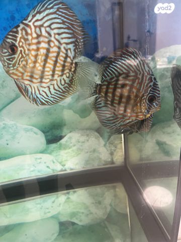 דג ציקלידים