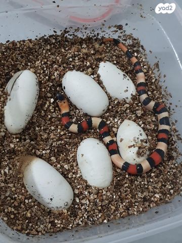 זוחל מילק סנייק