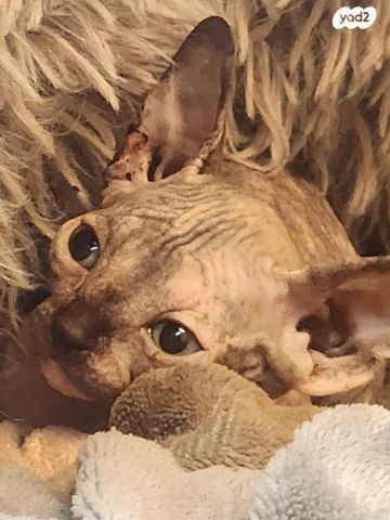 חתול ספינקס