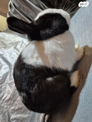 מכרסם ארנב ננסי