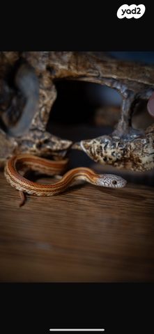 זוחל כרכן תירס