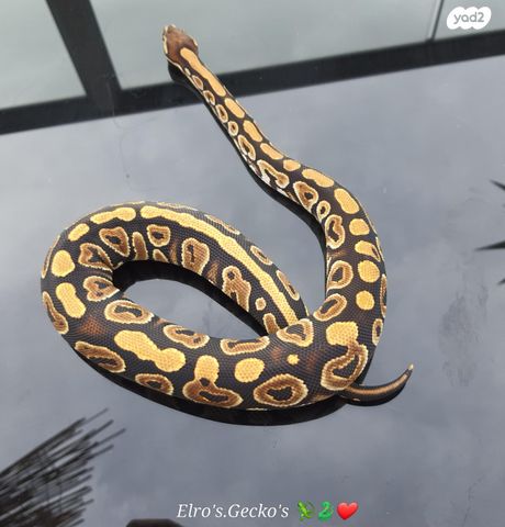 זוחל פיתון מתכדר