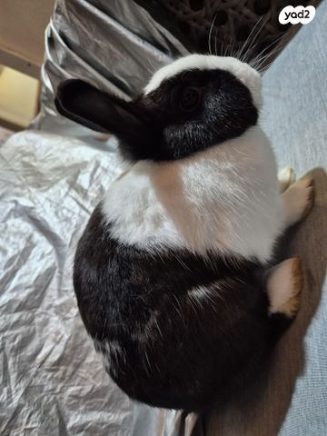 מכרסם ארנב ננסי