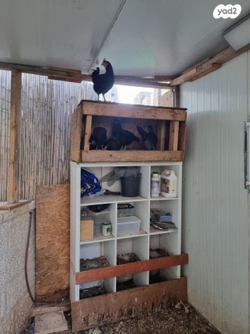 חיית משק בלאדי