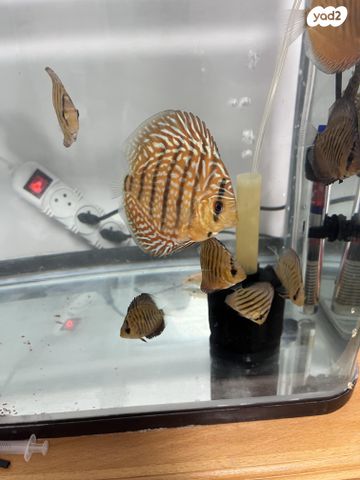 דג ציקלידים