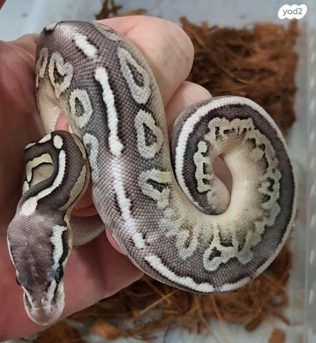 זוחל פיתון מתכדר