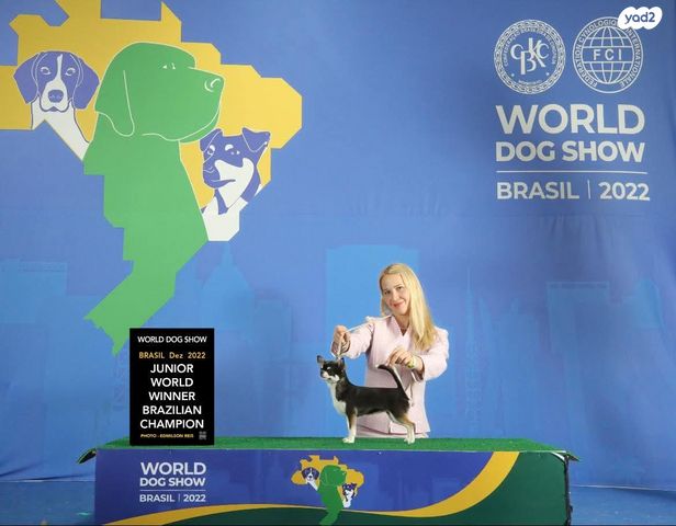 כלב צ'יוואווה