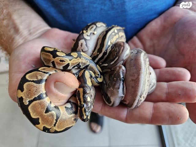 זוחל פיתון מתכדר