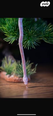 זוחל כרכן תירס