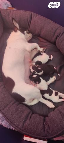 כלב צ'יוואווה