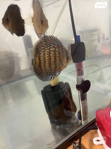 דג ציקלידים