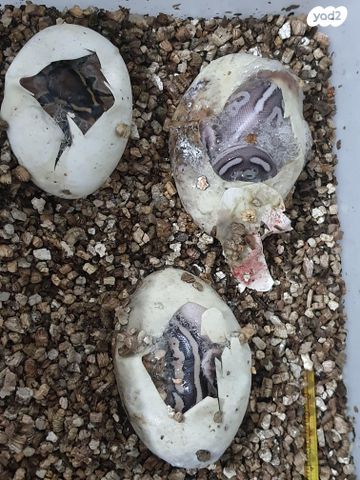 זוחל פיתון מתכדר